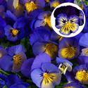 Afbeelding van Viola P9 Grootbloemig Blue morpho